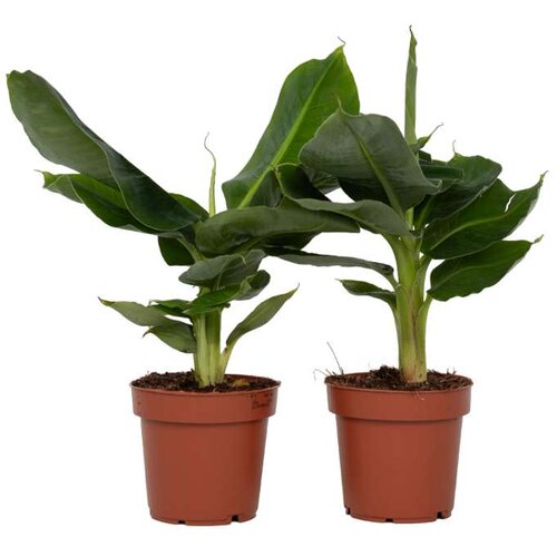 Plant in a Box bananovec - 2 kos - musa 'oriental dwarf' - višina 25-40cm - ⌀12cm, (21757948) Cene
