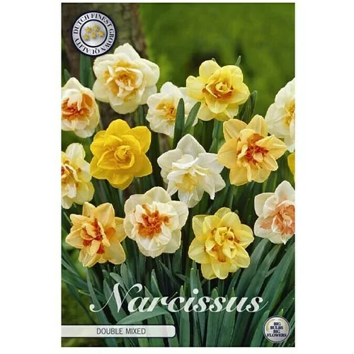  cvjetne lukovice Narcissus Double (Žuta, Botanički opis: Narcissus)