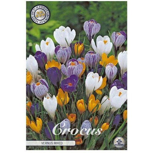  Cvjetne lukovice Crocus vernus (Miješana boja, Botanički opis: Crocus) Cene