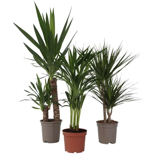 Plant in a Box komplet sobnih palm - 3 kos - indoor palmmix xl - višina 70-90cm - ⌀17cm, (21758174)