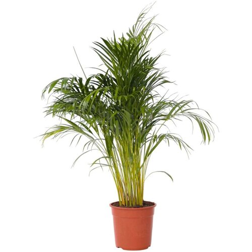 Plant in a Box palma areka - dypsis lutescens - višina 140-150cm - ⌀27cm, (21757984) Cene