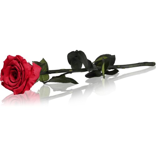RoseAmor Red stabilizirana ruža na stabljici 30 cm 1 kom Cene