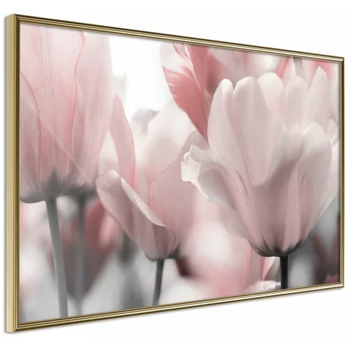  Poster - Pastel Tulips II 90x60