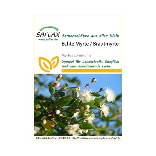 Saflax Prava mirta Slike