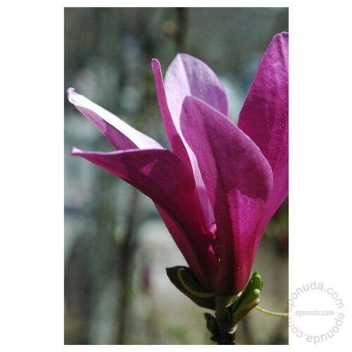 grmlje listovi magnolia grandiflora Slike