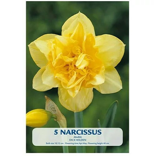  Cvjetne lukovice Narcisa Dick Wilden (Žuta, Botanički opis: Narcissus)