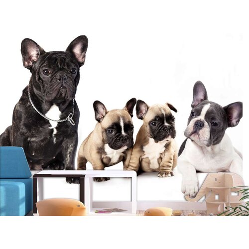  Tapeta - French Dogs 100x70 Cijene