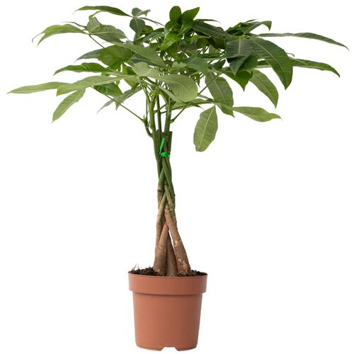 Plant in a Box Vodna pahira - Pachira aquatica - Višina 60-70cm - ⌀17cm, (21757992) Cene