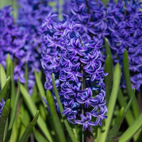 Royal De Ree hyacinthus blue jacket 3/1 Cene