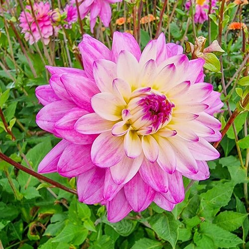 Royal De Ree Lukovica Georgina, dalija - Dahlia Dec. Luka Johanna 1/1 Cene