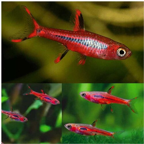Akvarijum Centar Boraras brigittae Cene