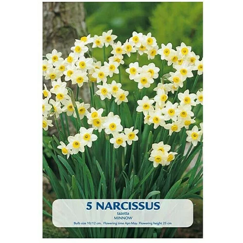  Cvjetne lukovice Narcisa Budget Collection Minnow (Bijela, Botanički opis: Narcissus)