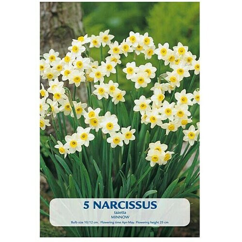  Cvjetne lukovice Narcisa Budget Collection Minnow (Bijela, Botanički opis: Narcissus) Slike