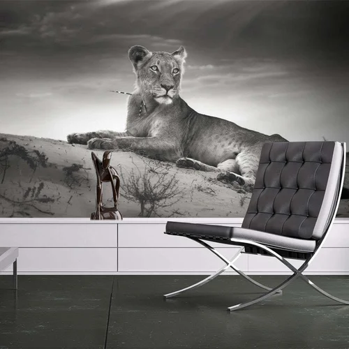  tapeta - Black and white lioness 350x270