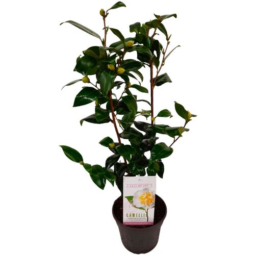 Plant in a Box japonska kamelija - camellia japonica 'brush field' - višina 50-60cm - ⌀15cm, (21757569) Cene