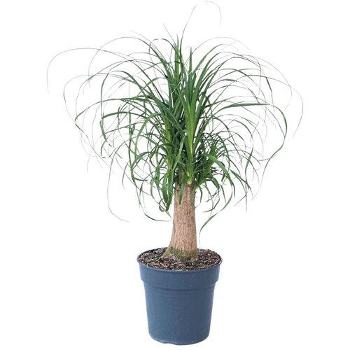 Plant in a Box slonova noga - beaucarnea 'recurvata' - višina 60-70cm - ⌀21cm, (21758060) Cene