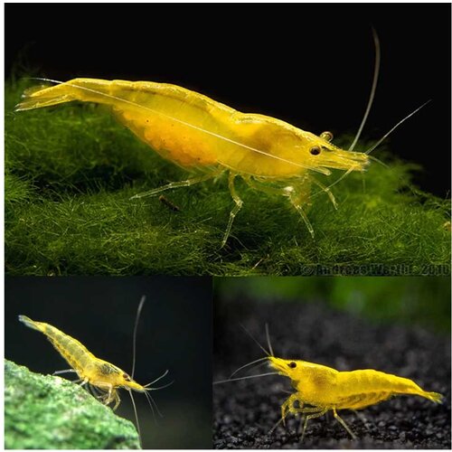 Akvarijum Centar Yellow shrimp Cene