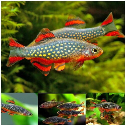 Akvarijum Centar galaxy rasbora Cene