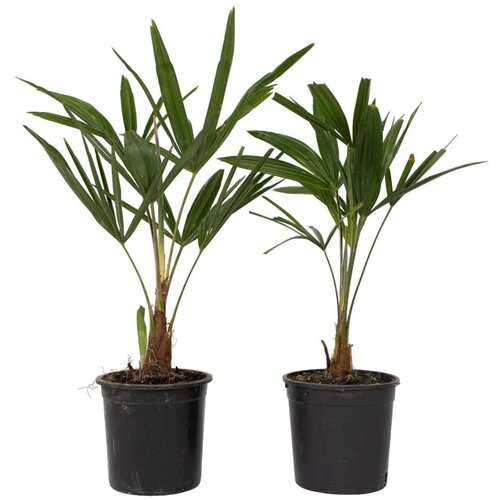 Plant in a Box visoka žumara - 2 kos - trachycarpus fortunei - vi&amp;scaron;ina 35-45cm - ⌀15cm, (21757532) Slike