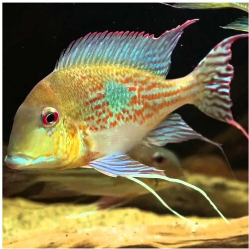 Akvarijum Centar geophagus megasema Cene