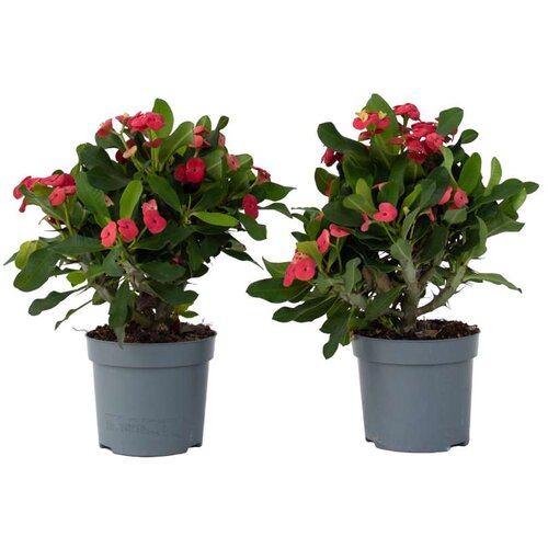 Plant in a Box rdeči mleček - 2 kos - euphorbia 'milii' - višina 25-35cm - ⌀13cm, (21758260) Cene