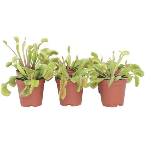 Plant in a Box muholovka - 6 kos - dionaea muscipula - višina 5-15cm - ⌀5,5cm, (21758269) Cene