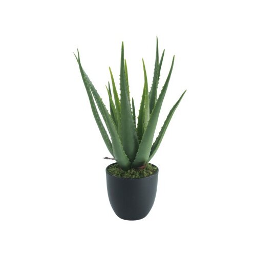 Dekordom Cvet u saksiji - aloe vera - n60 ( 025149 ) Slike