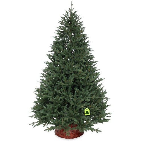 Můj Stromeček Umetna jelka vi&amp;scaron;ina 180 cm Canadian Spruce 3D &amp;ndash; Slike