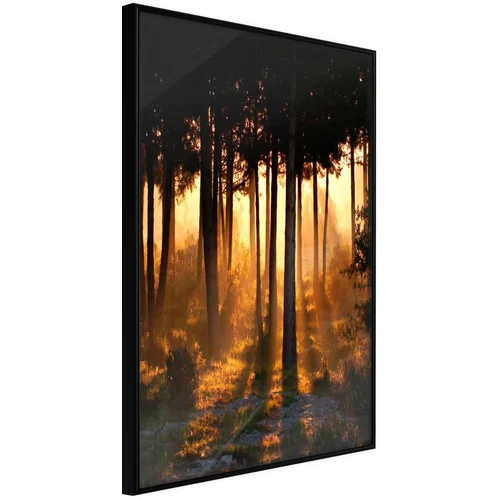  Poster - Dark Tree Tops 20x30