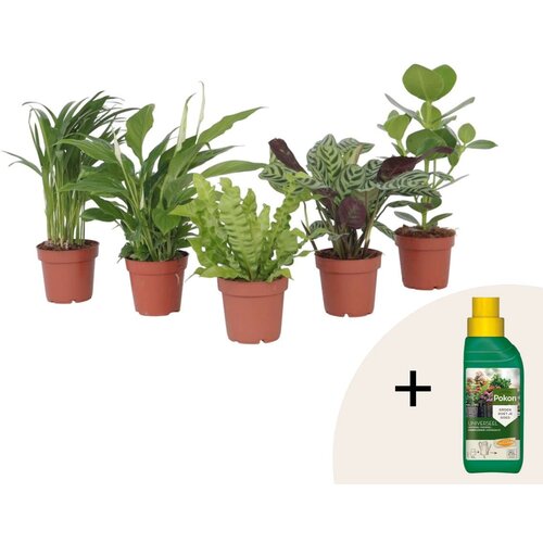 Plant in a Box Mešanica za čiščenje zraka - 5 kos - Višina 25-40cm - ⌀12cm, (21873200) Cene