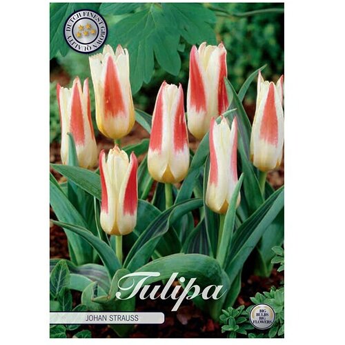  Cvjetne lukovice Tulipan Johan Strauss (bijela, Botanički opis: tulipa) Slike