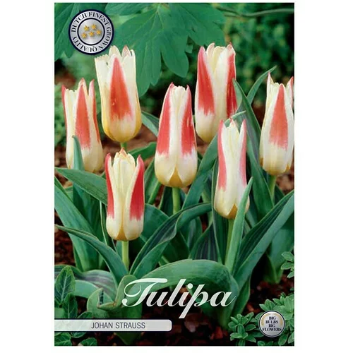  cvjetne lukovice Tulipan Johan Strauss (bijela, Botanički opis: tulipa)