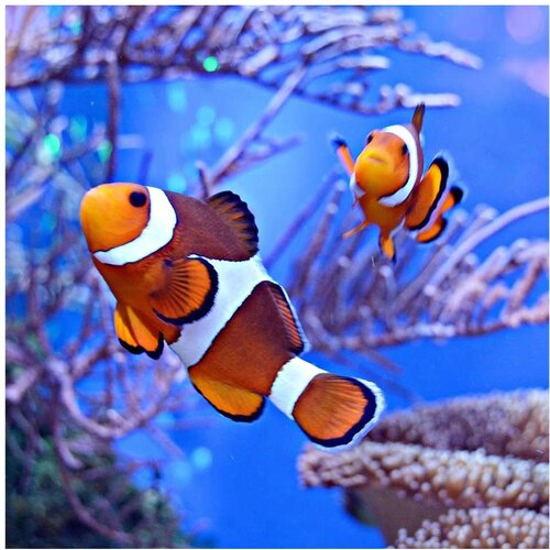 Akvarijum Centar ocellaris clownfish Slike
