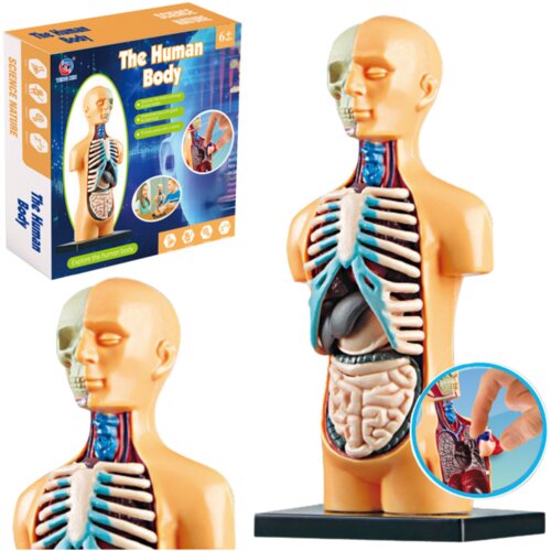 Lean_Toys Izobraževalni anatomski model organov člove&amp;scaron;kega telesa Slike