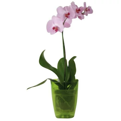  Tegla za orhideju (Plastika, Zelene boje)