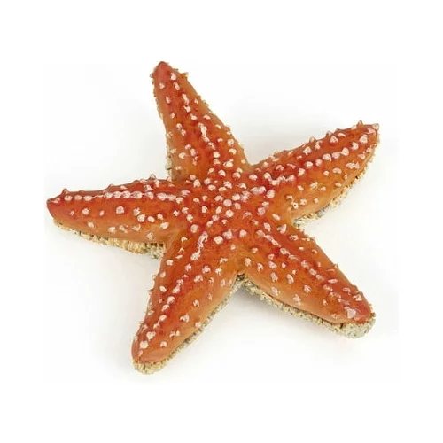  Morska zvezda