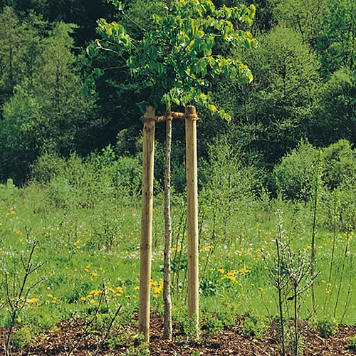 x potporanj za stablo (duljina: 150 cm, promjer: 60 mm, bor, zelene boje)