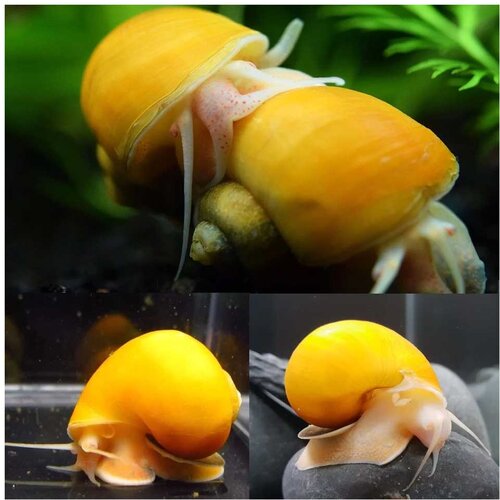 Akvarijum Centar Pomacea bridgesii Cene