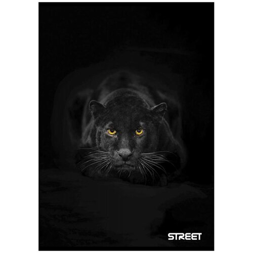 STREET Zvezek A4 Safari, črte z robom, 54 listov, sortirano, 1 kos Slike