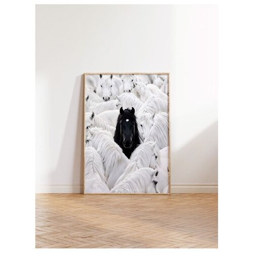 Wallxpert uramljena slika 115191, crni konj među belim konjima, 50 x 70 cm, ram u boji prirodnog drveta Slike
