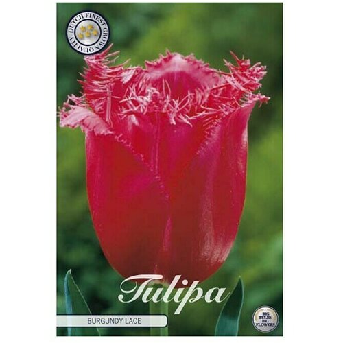  Cvjetne lukovice Tulipan Fringed Burgundy Lace (Crvena, Botanički opis: Tulipa) Cijene