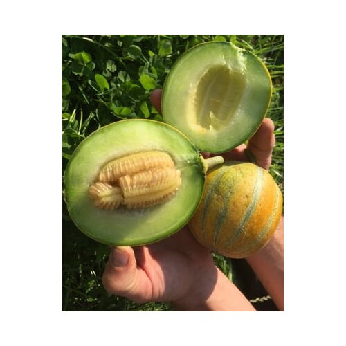 BIO medena melona Frusito Slike