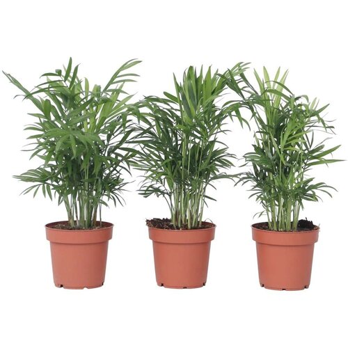 Plant in a Box Gorska palma - 3 kos - Chamaedorea elegans - Višina 30-40cm - ⌀12cm, (21758032) Cene
