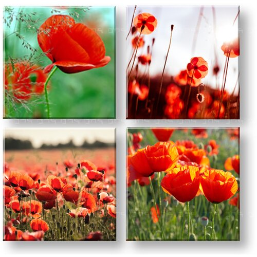  Slike na platnu meadow of poppy poppies 4-delni kolaž XOBKOL17E42 () Slike