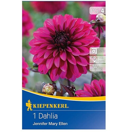 KIEPENKERL Lukovice jesenskog cvijeća (Dahlia 'Jennifer Mary Ellen', 1 Kom.) Cijene
