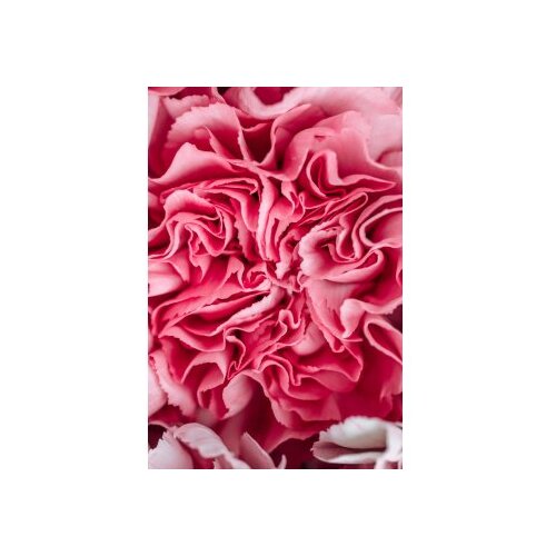 Conceptum Hypnose tepih (100x150) WOOKECE085 Slike