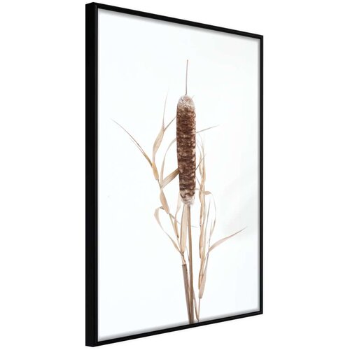  Poster - Typha 40x60 Slike