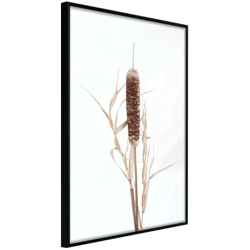  Poster - Typha 40x60