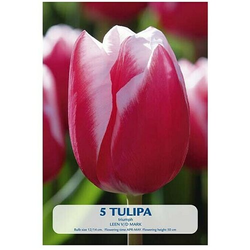  Cvjetne lukovice Tulipan Leen v/d Mark (Crvena, Botanički opis: Tulipa) Slike