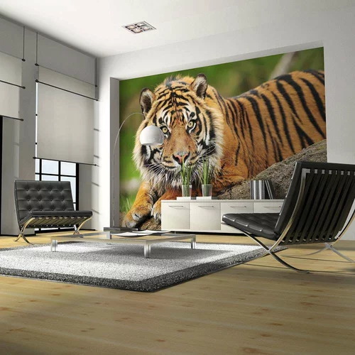  tapeta - Sumatran tiger 200x154